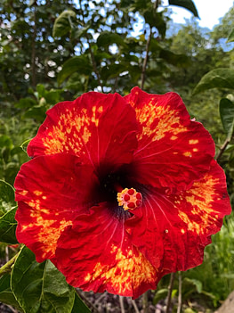 IMG_7729_hibiscus_vertical_web