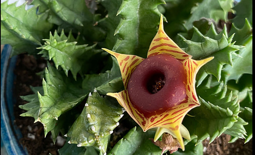 2021-08-08-18.21.19)lifesaver-plant_web