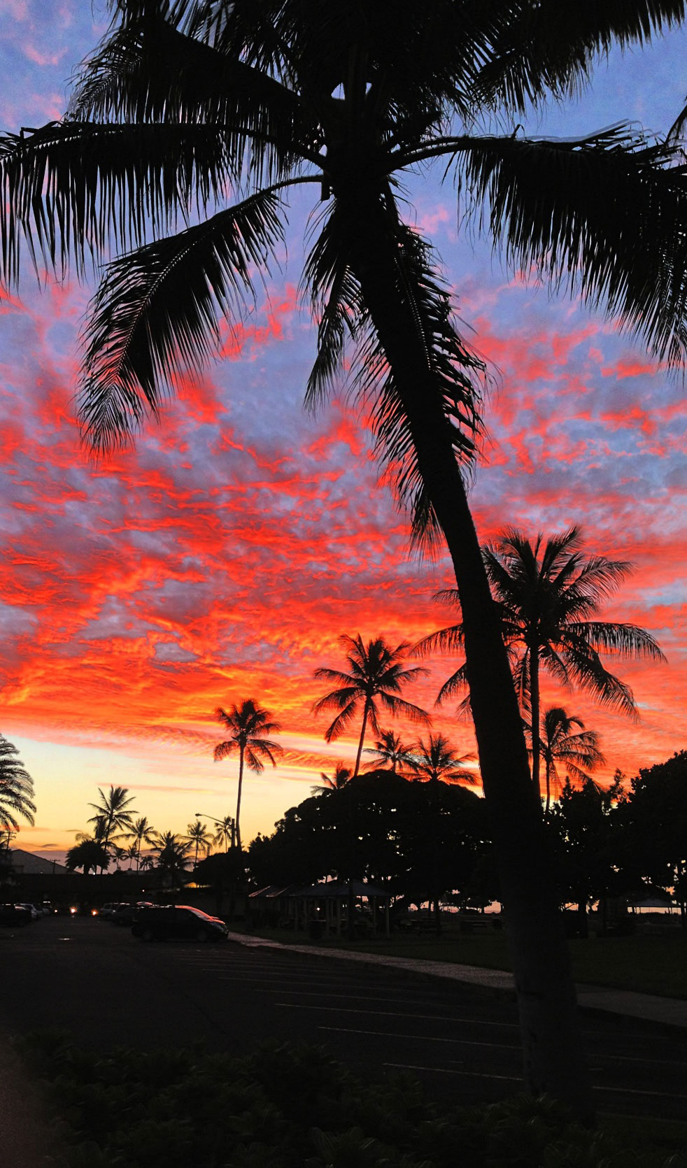 Hawaii Kai sunset with palm tree in the foreground.